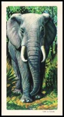 29 African Elephant